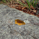 Great Spangled Fritillary