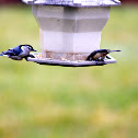 White breasted Nuthatch