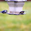 White breasted Nuthatch