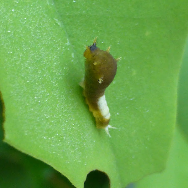 Tailed Jay caterpillar Project Noah