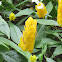 lollipop plant, golden shrimp plant