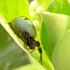 Synaema Crab Spider