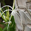 Swamp Lily