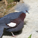 Victoria Crowned Pigeon