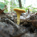 Chanterelle