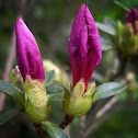 Azalea