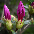 Azalea