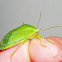 Southern Green Stink Bug
