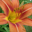 Daylily