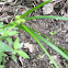 Sedge