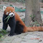 Red Panda