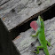 Anole
