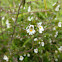 Eyebright