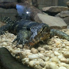 Asian water monitor
