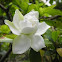 Magnolio