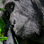 Mountain Gorilla