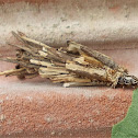 Bagworm moth
