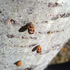 Ladybug babies~