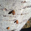 Ladybug babies~