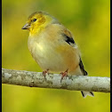 American Goldfinch
