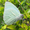 Mottled emigrant