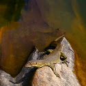 Merten's Water monitor