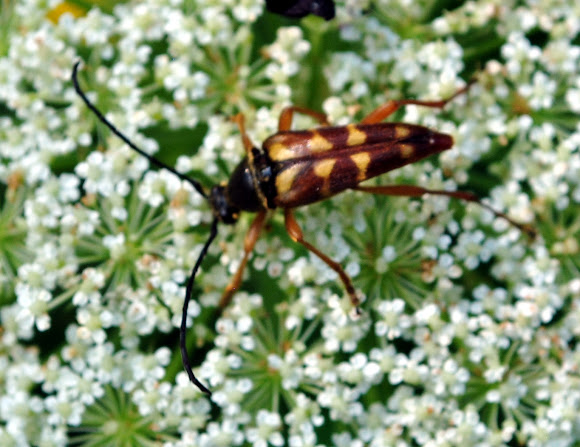 Spotting Image 1