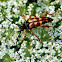 Banded Longhorn