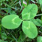 Clover