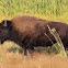American Bison