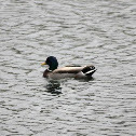 Mallard Duck