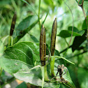 Cracker Plant