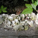 Fungi