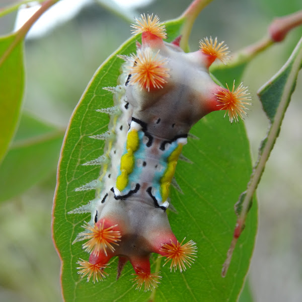 Spitfire caterpillar Project Noah