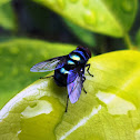 Oriental latrine fly