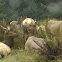 Elk / Wapiti