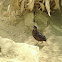 Harlequin Quail