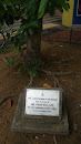 Commemorative Tree Planting
