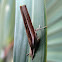 Crambid snout moth
