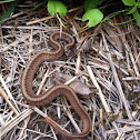 Garter snake