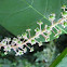 American Pokeweed