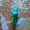 Cocoon of black swallowtail butterfly