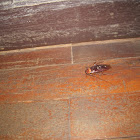 Asian Cockroach