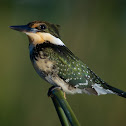 Green Kingfisher
