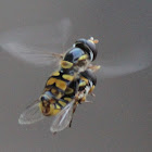 Slender Hover Flies