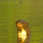 Giant Otter