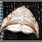 Arched Hooktip Moth