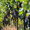 Grapevines