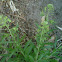 Field pepperweed