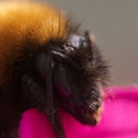 Bumblebee